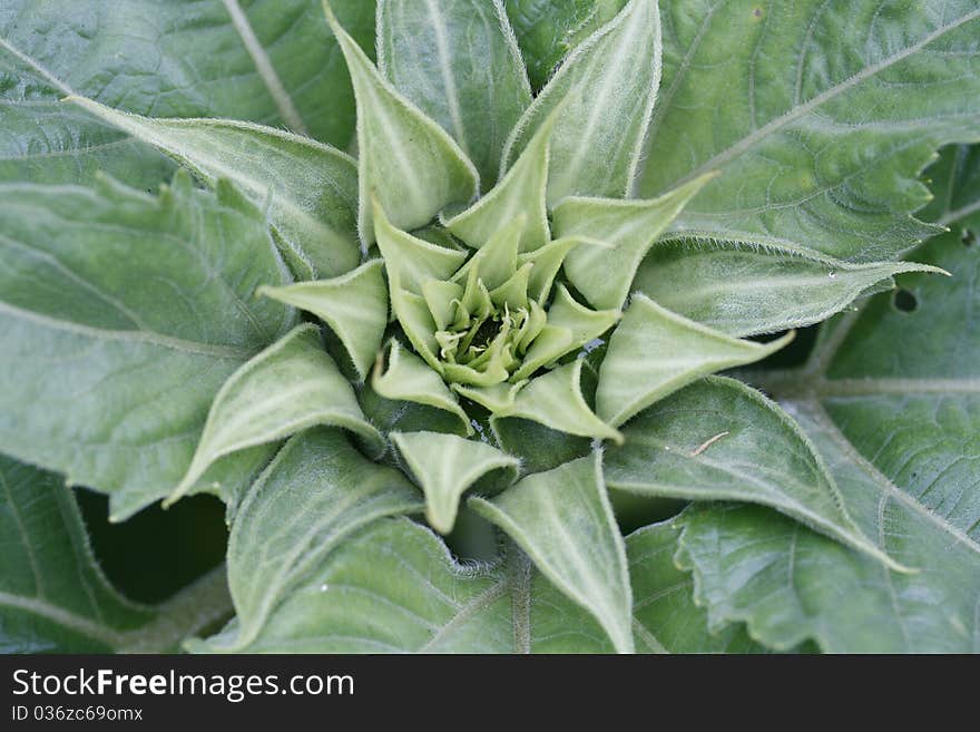 Leaves Of Sunflower