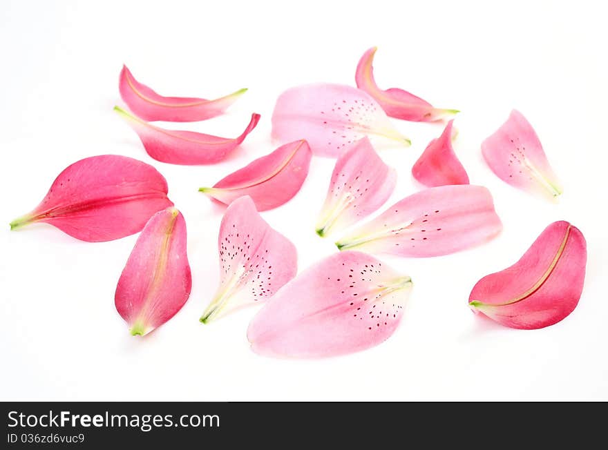 Pink petals on a white background