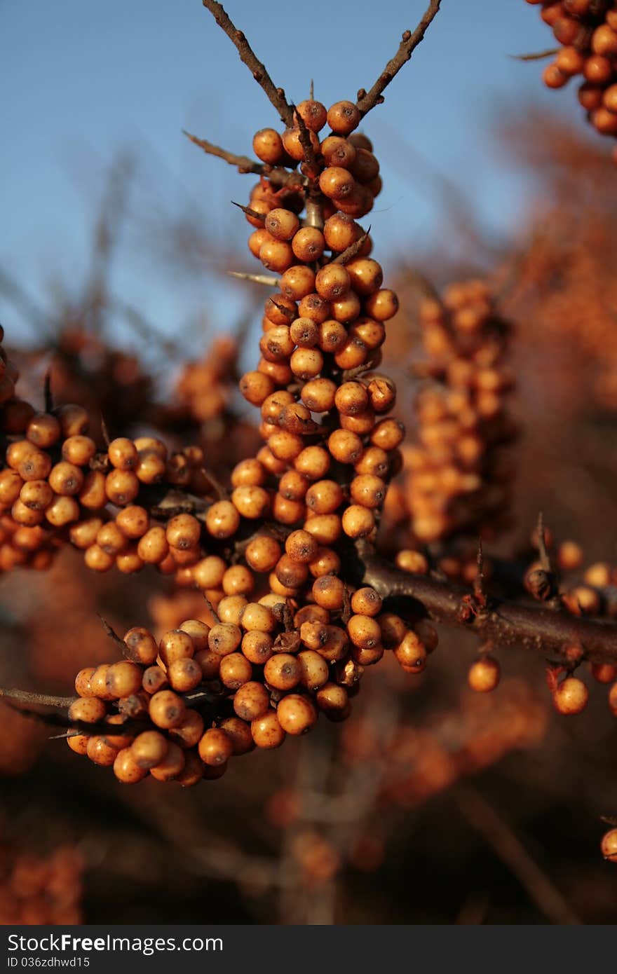 Pome fruit of hawthorn.