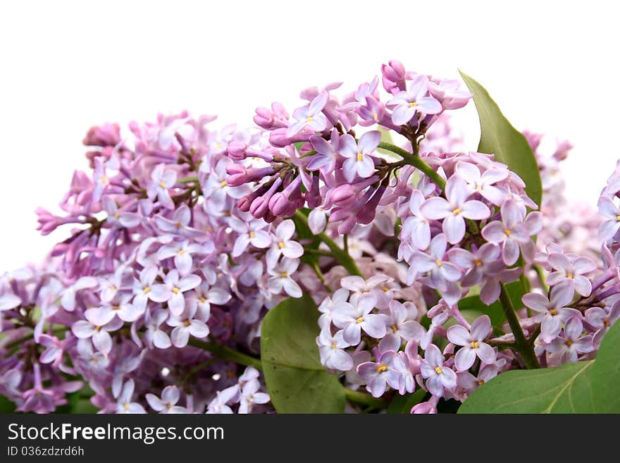 Branch of a lilac