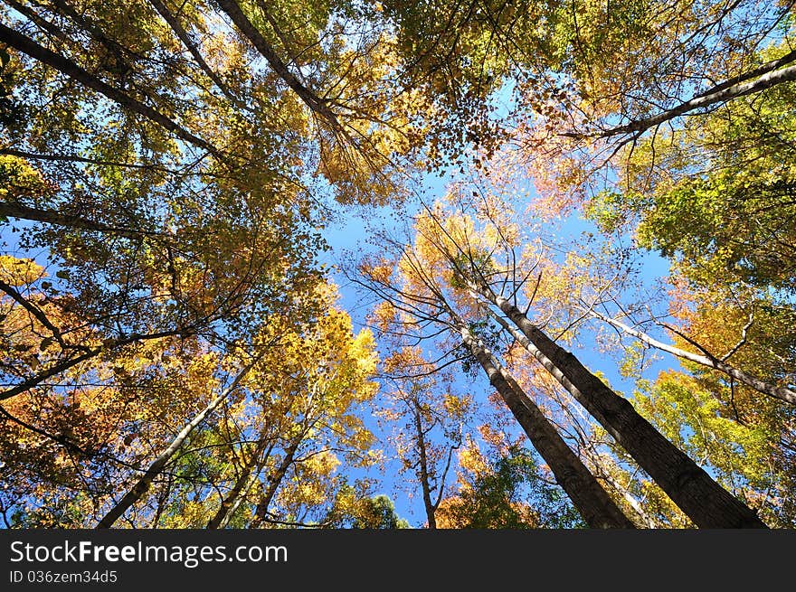 View of the sky in forests