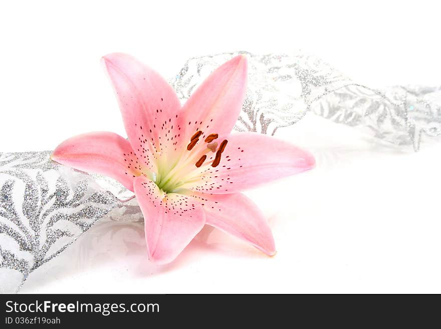 Pink lily and tape on a white background