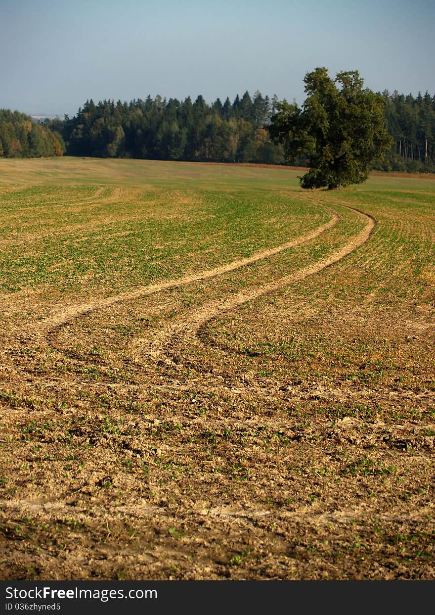 Trails In  A Field