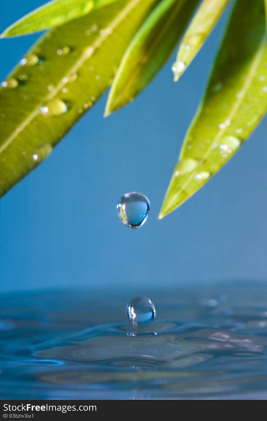 Water dripping on the green leaves into the pond. Water dripping on the green leaves into the pond.