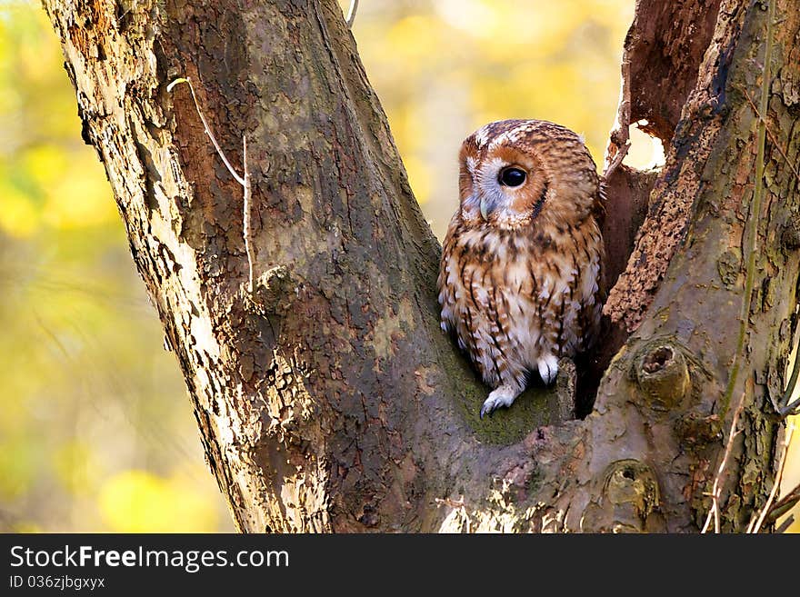 A tawny owl in an old tree