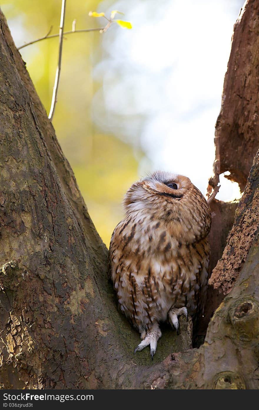 A tawny owl in an old tree looking up