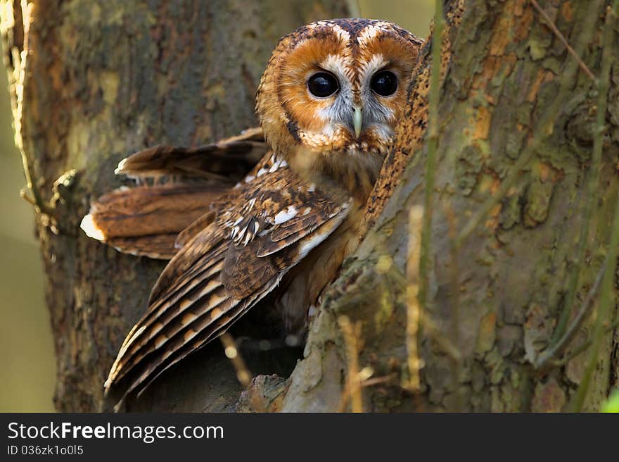 A tawny owl in an old tree looking at the camera