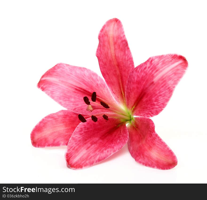 Pink lily on a white background