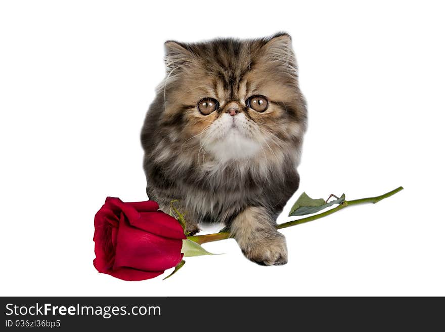 Kitten with rose