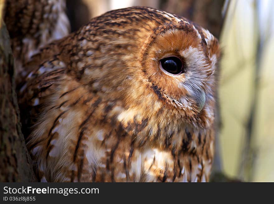 A tawny owl in an old tree