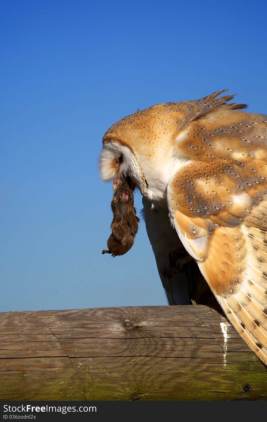 A barn owl eating its prey on a fence