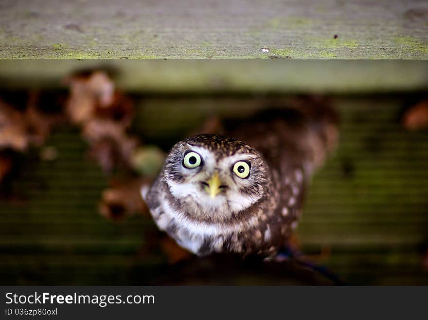 A little owl looking up at the camera