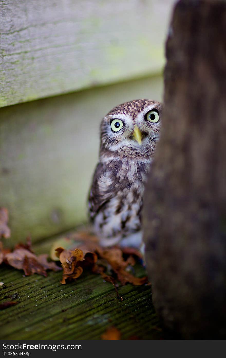 A little owl