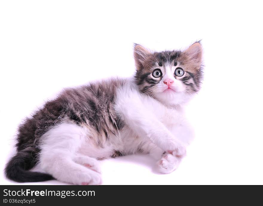 Kitten on a white background