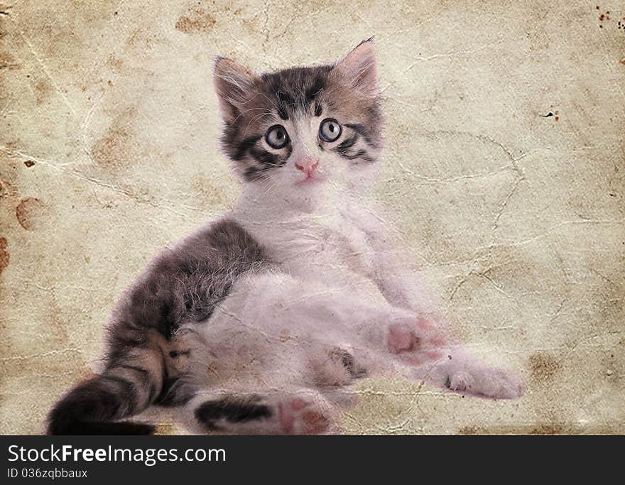 Kitten on a white background with vintage effect