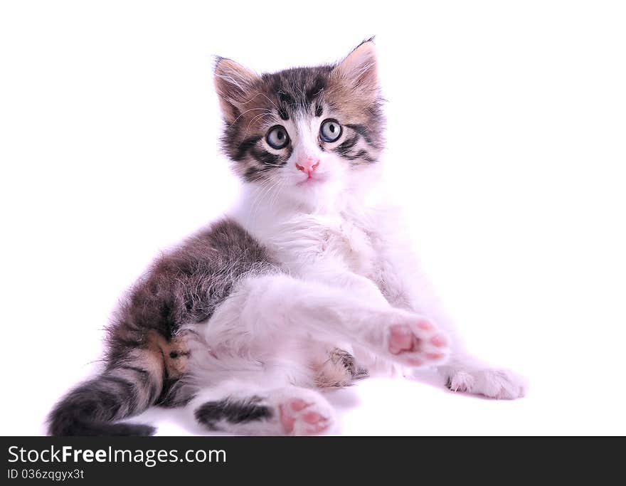 Kitten on a white background