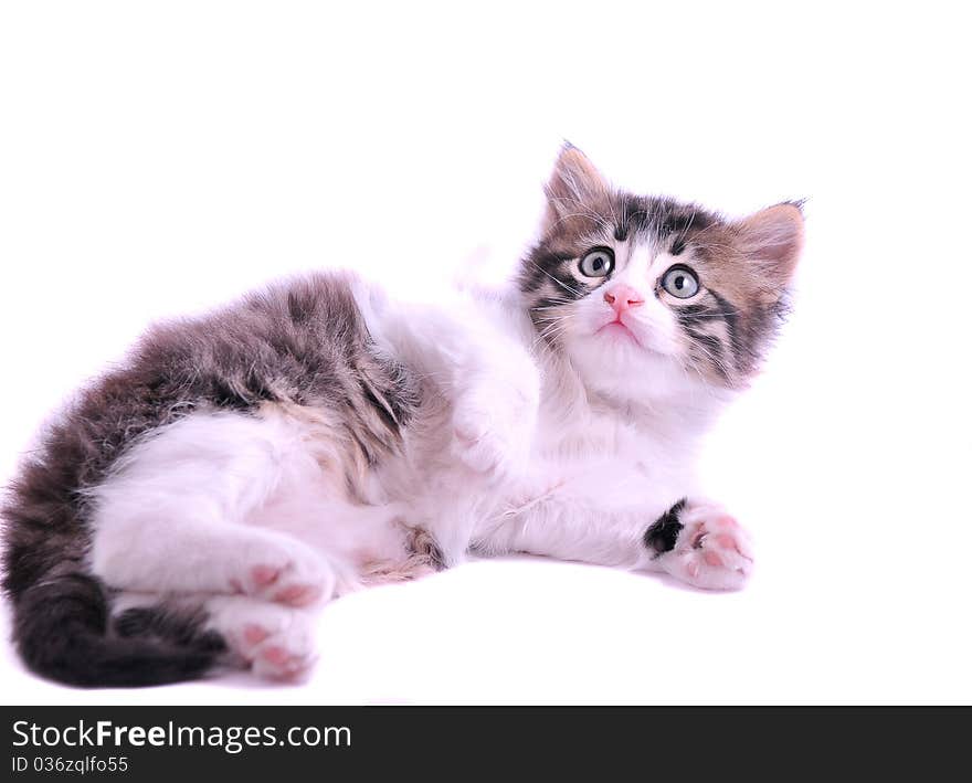 Kitten on a white background