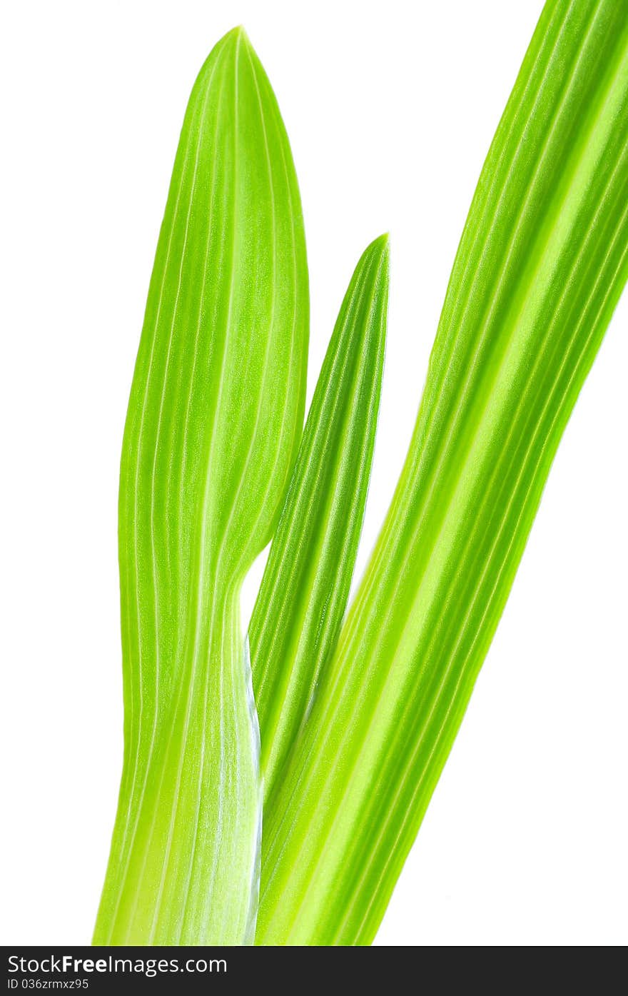 Green leaf on white background