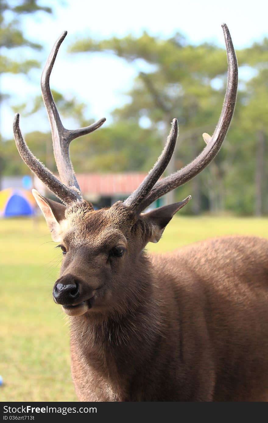 Young deer at Phu Gar Dung Nation Park.