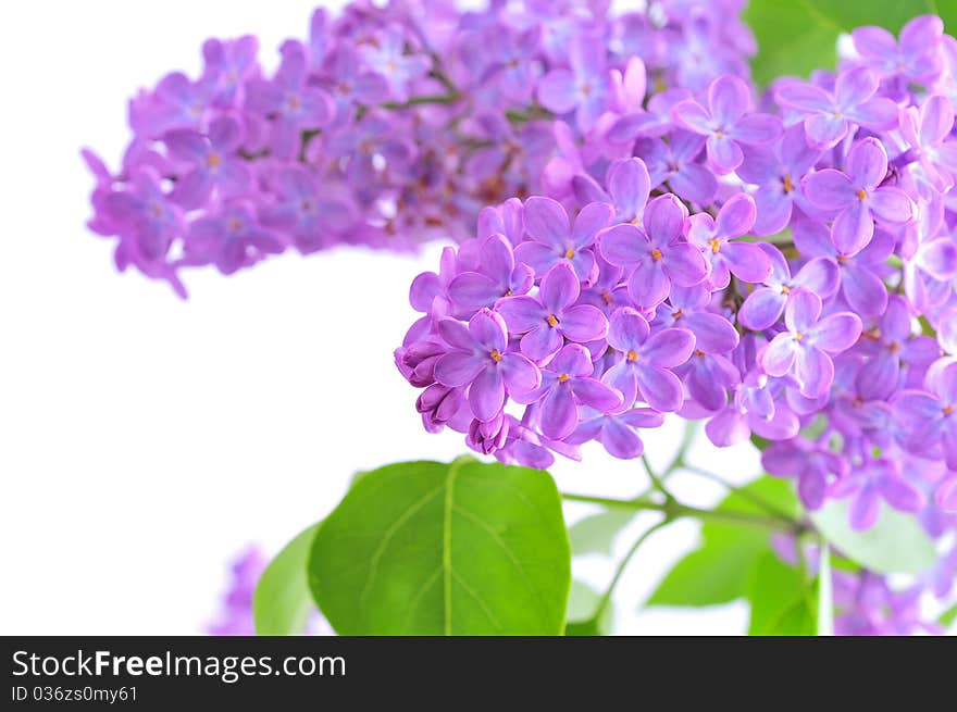 Lilac flower on a white background