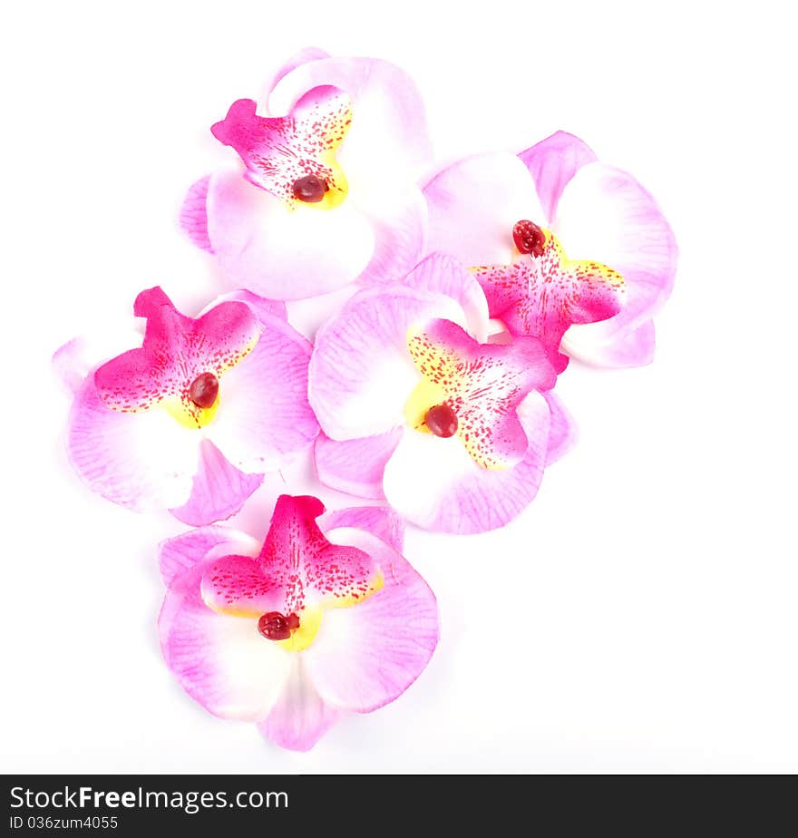 Pink orchid isolated on white background