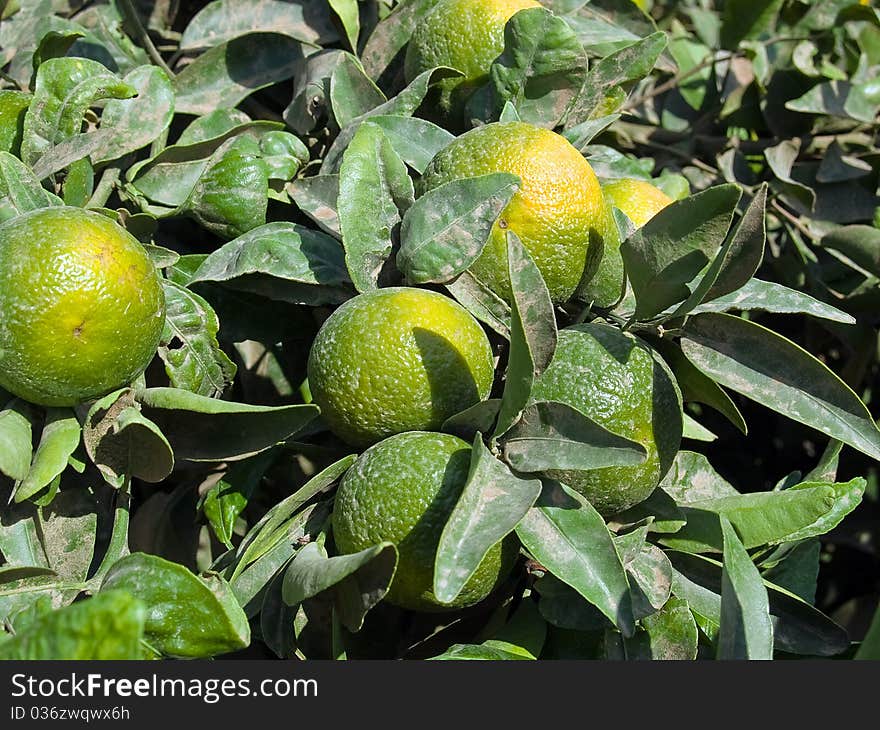 Fresh juicy oranges after the in the market supermarket wallpaper background. Fresh juicy oranges after the in the market supermarket wallpaper background