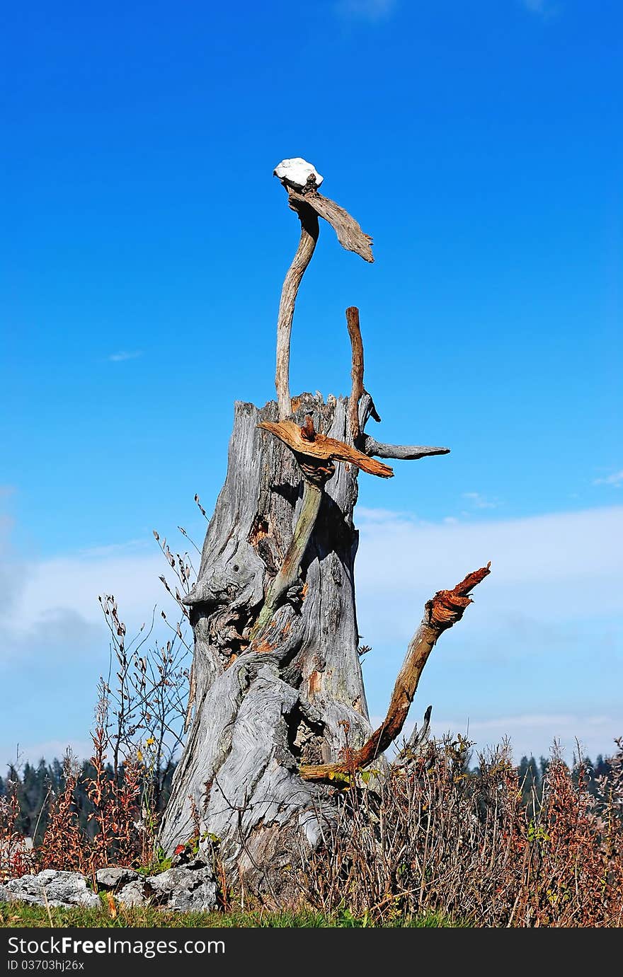 A old stump with the blue sky