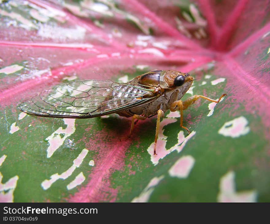 Tropical grasshopper perched on colored sheet. Tropical grasshopper perched on colored sheet