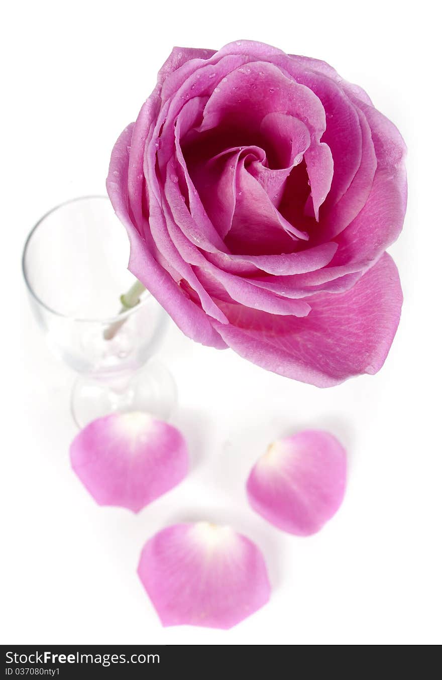 Pink rose and petals isolated on white