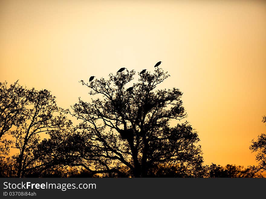 Silhouette of herons in a tree with the sunset