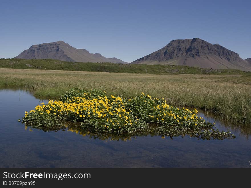 Beautiful summer picture in Iceland whith blue sky and flower