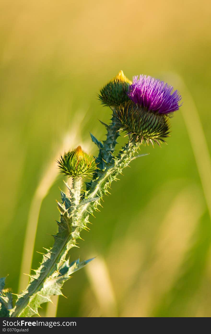 Wild Thistle in sunlight