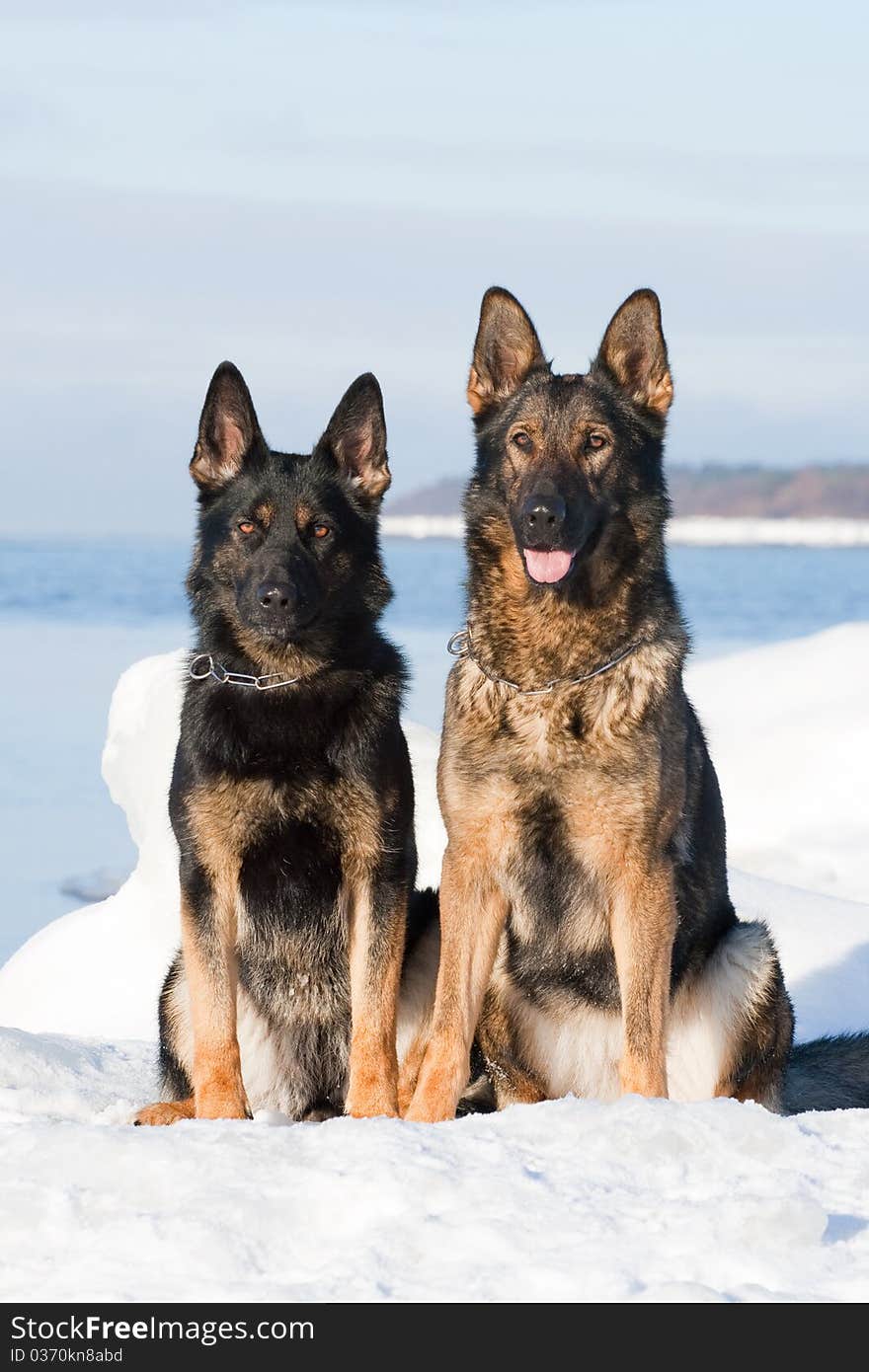 Two german sheepdogs sitting on the snow