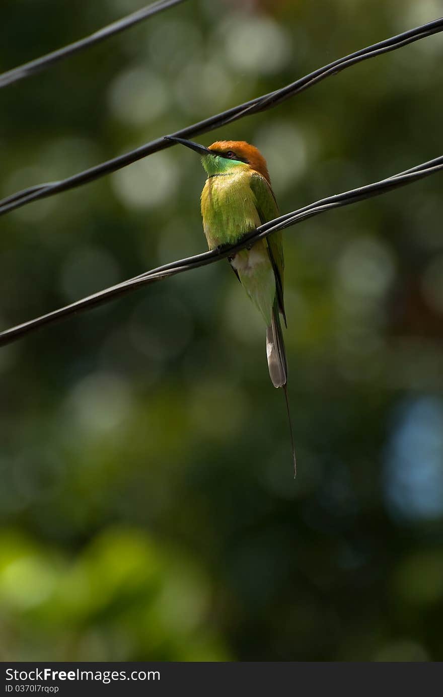 Beautiful green bee-eater in Thailand