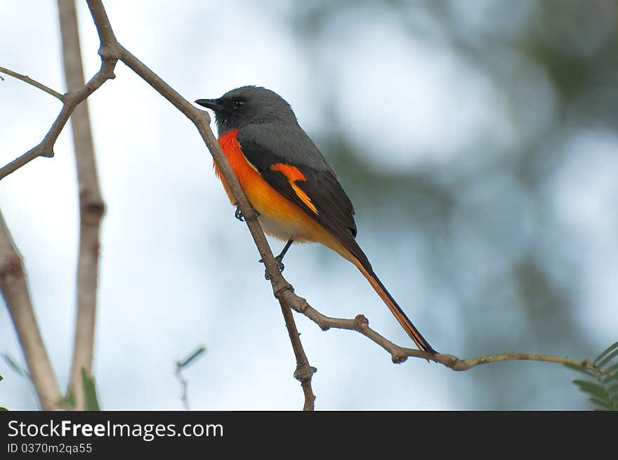 Beautiful male small minivet inThailand