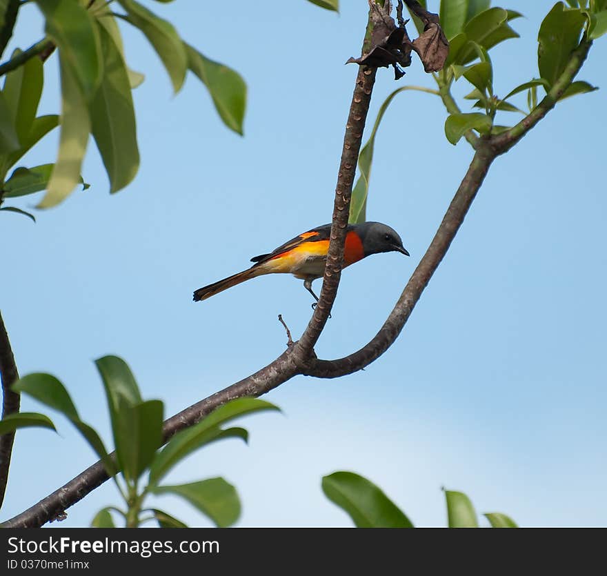 Beautiful male small minivet inThailand