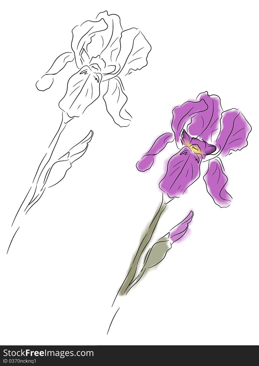 Vector illustration of watercolor iris