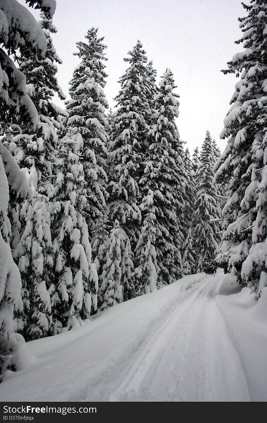 Way through the forest of trees loaded with snow. Way through the forest of trees loaded with snow.