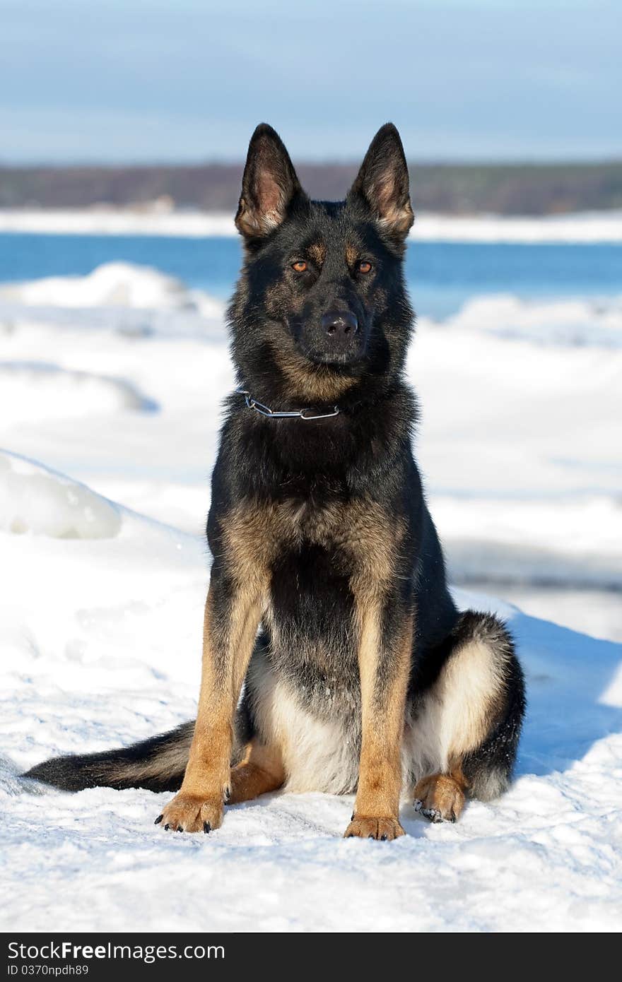 Balck german sheepdog sitting on the snow. Balck german sheepdog sitting on the snow