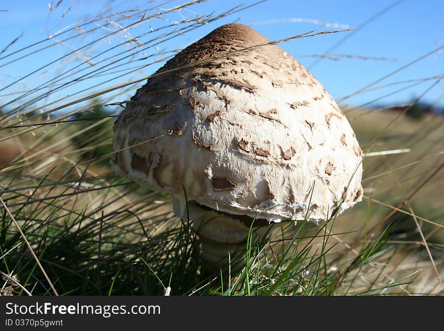 Fresh mushroom sunrise on a mountain slope.