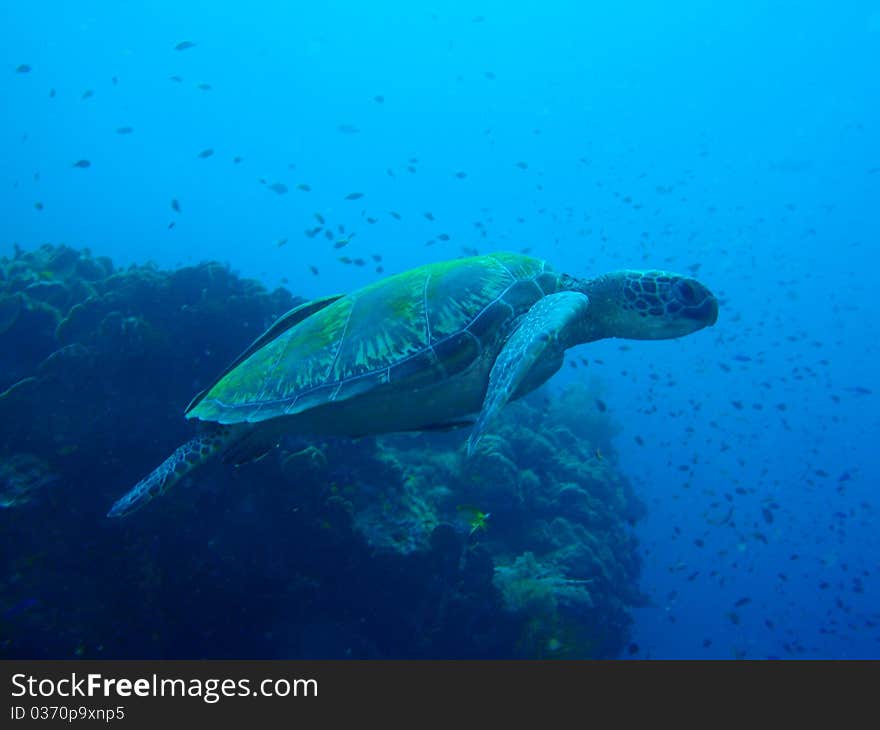 Seaturtle