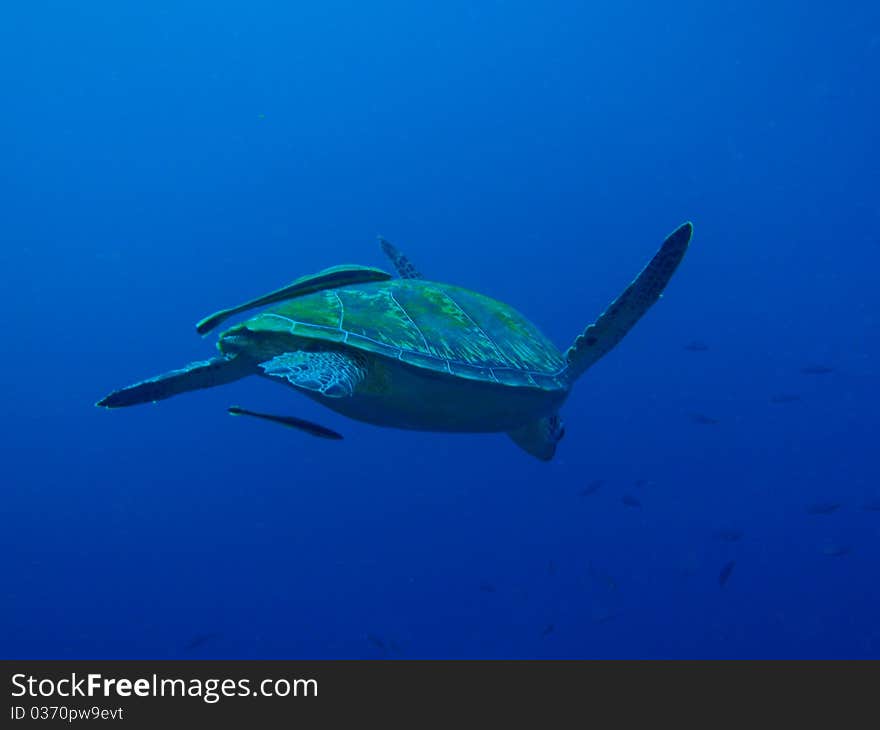 Seaturtle