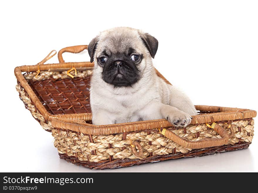 Portrait of a close-up of thoroughbred dog breed pug , Puppies and mom. Portrait of a close-up of thoroughbred dog breed pug , Puppies and mom