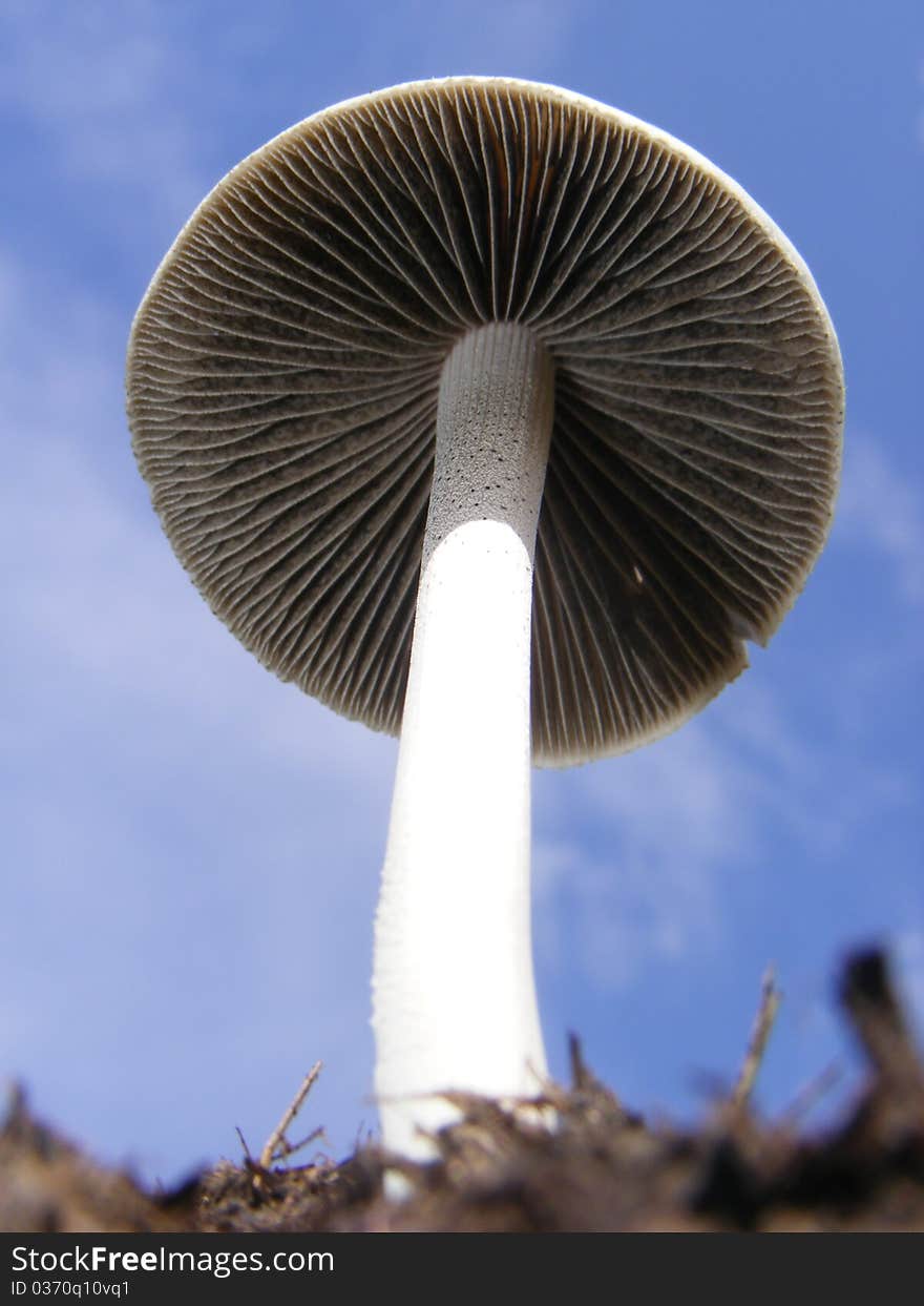 Texture and detail of the bottom of a white fungus. Texture and detail of the bottom of a white fungus