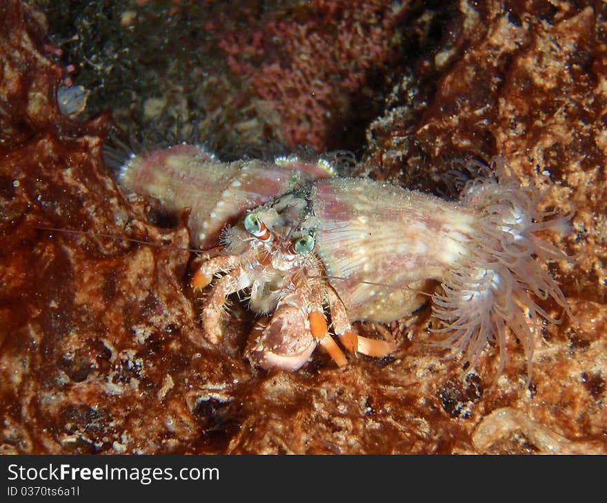 Anemona Hermit Crab