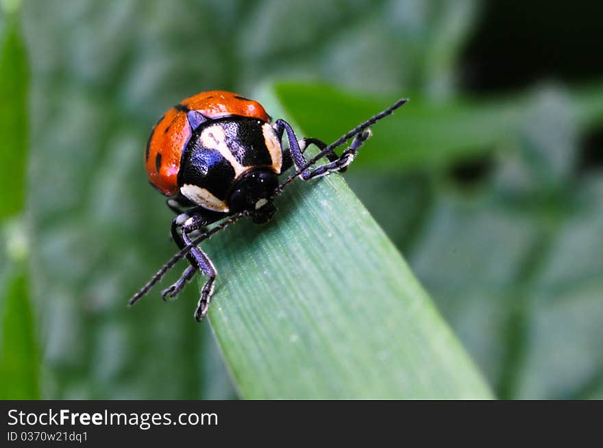 Red Beetle on a grass blade in spring season