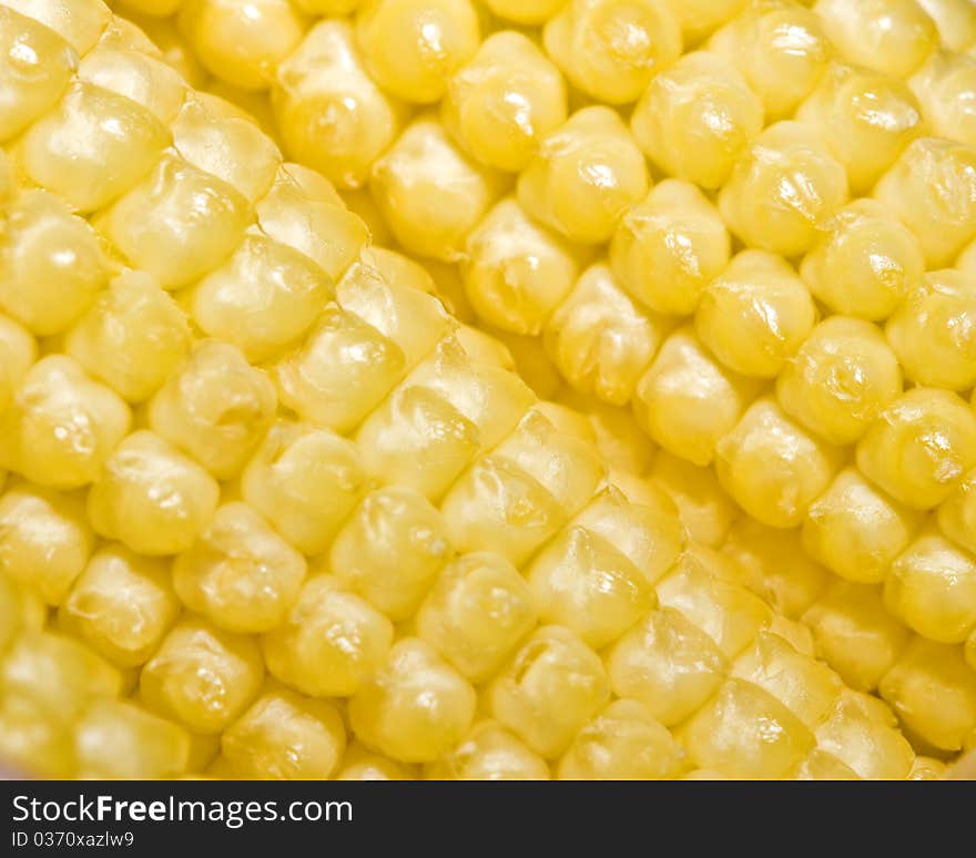 A close up of the kernels of uncooked sweetcorn or maise still on the cob. A close up of the kernels of uncooked sweetcorn or maise still on the cob