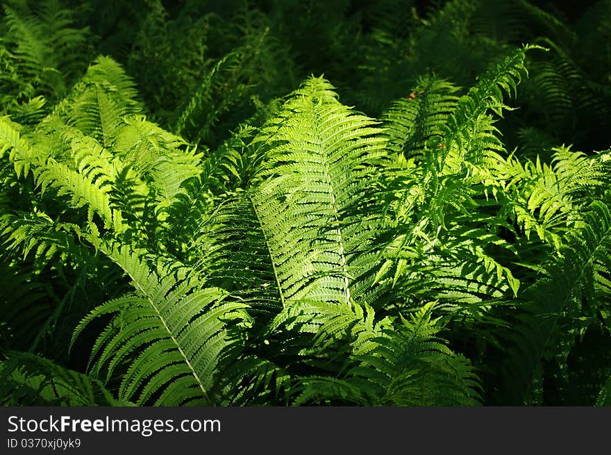 Ferns Illuminated By Sunlight