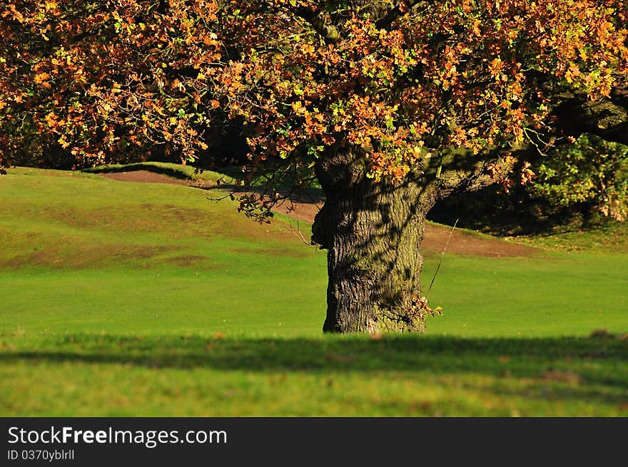 Old tree in autumn with coloring leaves