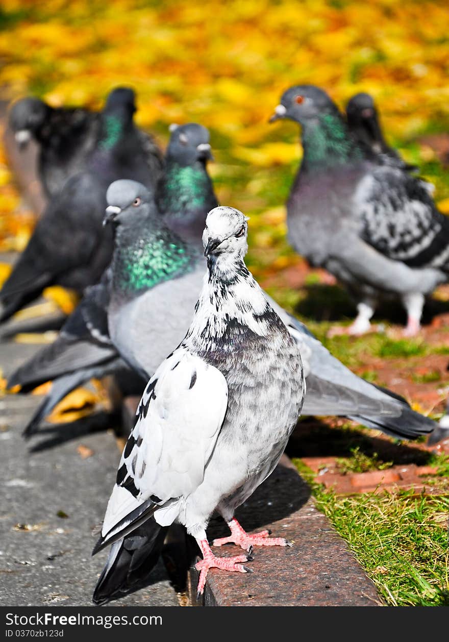 White Pigeon in autumn